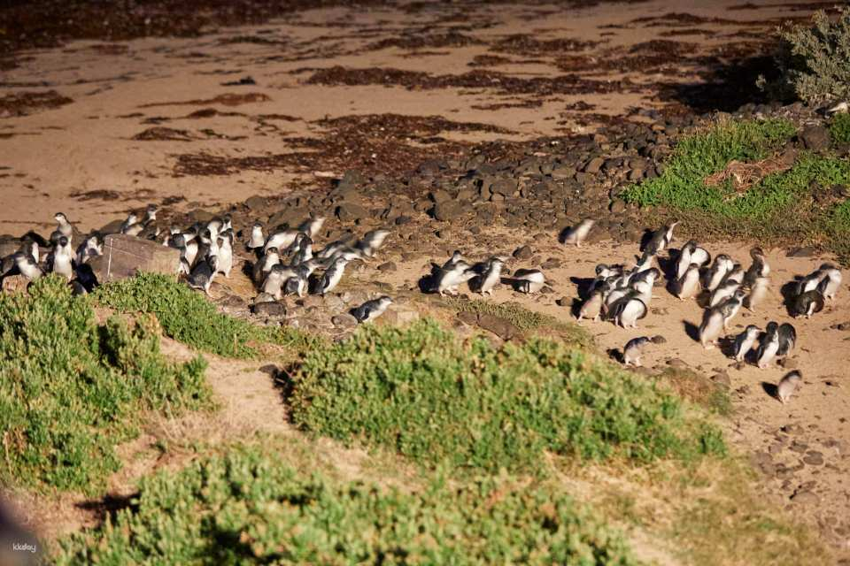 41029-penguirn show.jpg