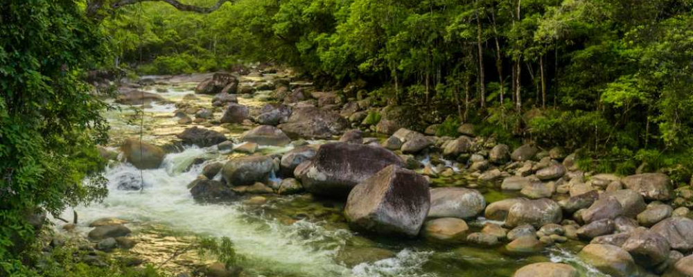 mossgeoge daintree.jpg