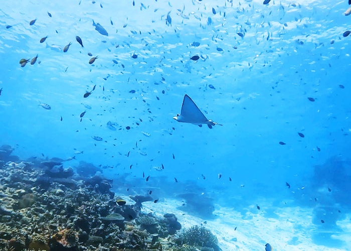 underwater_manta-rays (1).jpg